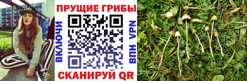 Галлюциногенные грибы прущие грибы  как найти   Бежецк 